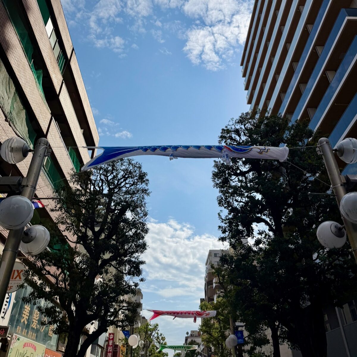 鯉は今日まで？