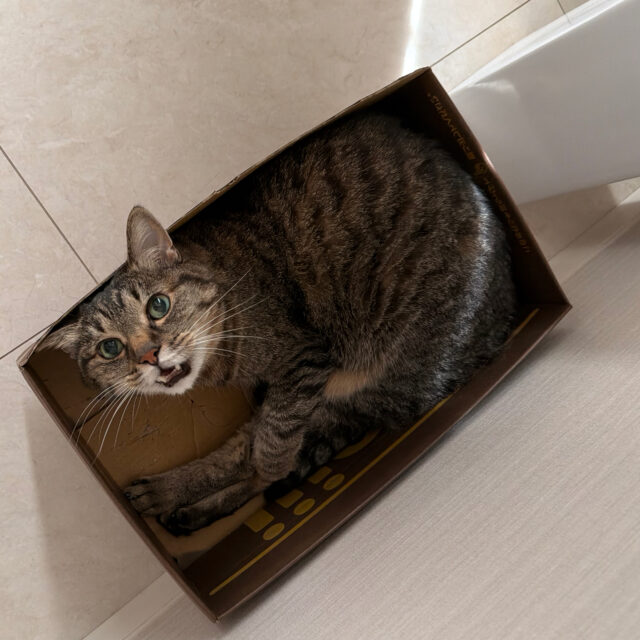 猫に怒られた